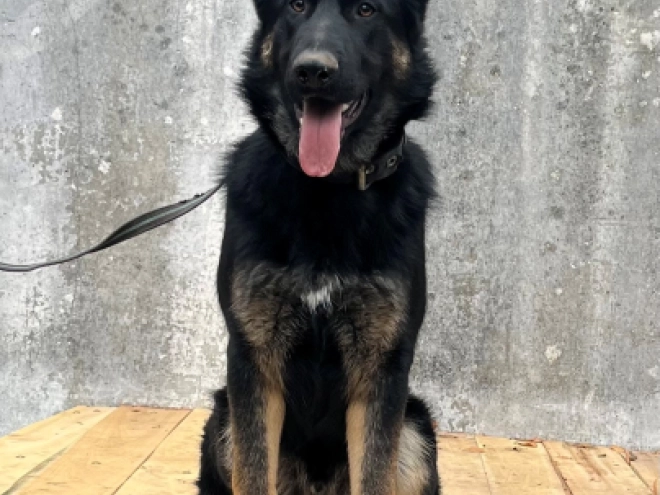German Shepherd Dog puppy for sale