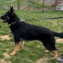 Ace the Wonder Dog, bicolor Pastor Alemán en venta