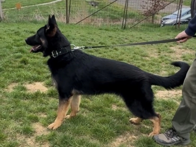 German Shepherd Dog puppy for sale