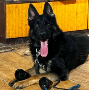 German Shepherd Dog puppy for sale