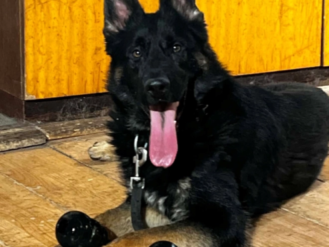 Deutscher Schäferhund Welpe kaufen