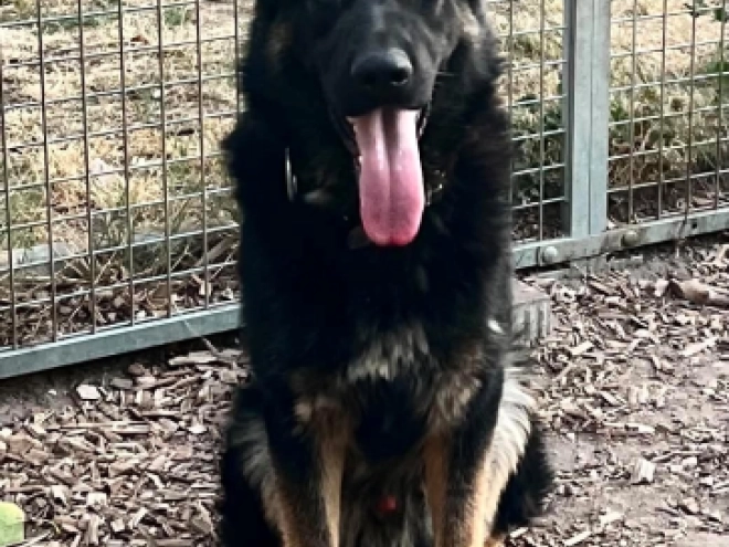 German Shepherd Dog puppy for sale