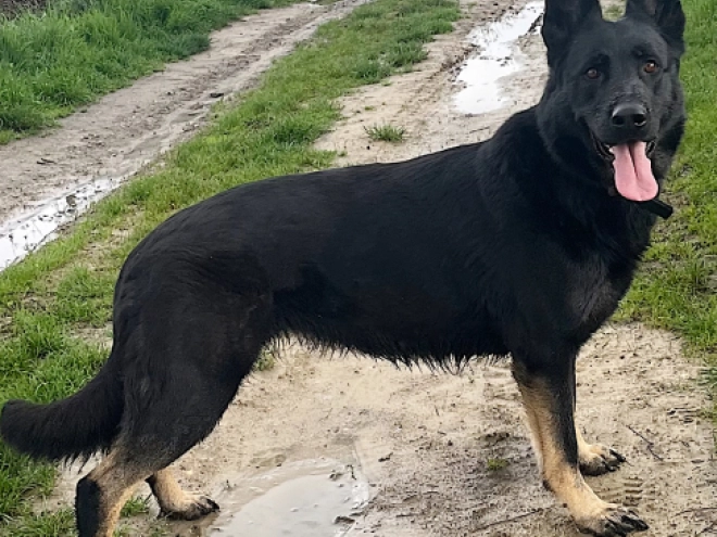 German Shepherd Dog puppy for sale