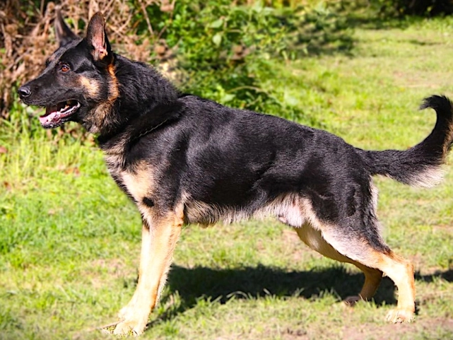 German Shepherd Dog puppy for sale