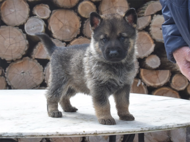 Deutscher Schäferhund Welpe kaufen
