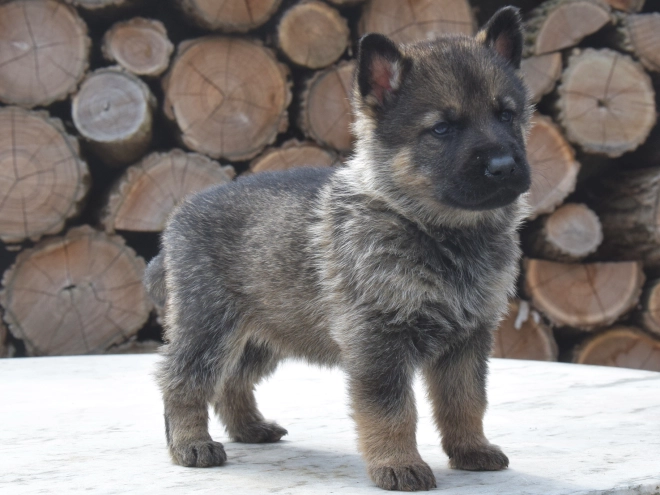Deutscher Schäferhund Welpe kaufen