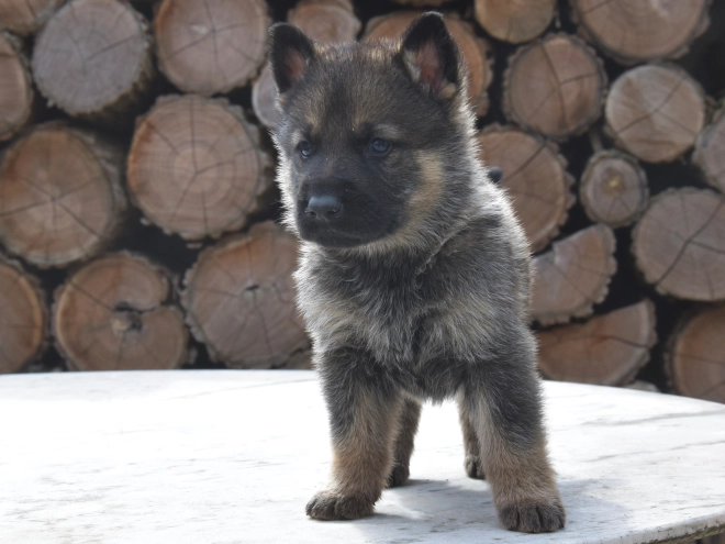 Deutscher Schäferhund Welpe kaufen