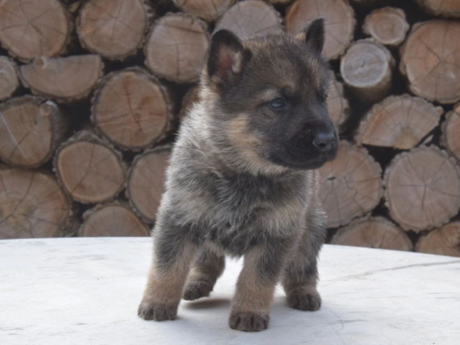 Deutscher Schäferhund Welpe kaufen