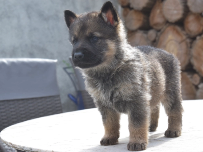 Deutscher Schäferhund Welpe kaufen