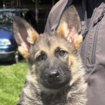 Claus, sable German Shepherd Dog for sale