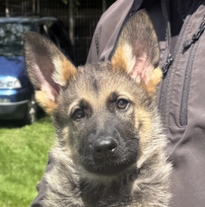 Deutscher Schäferhund Welpe kaufen