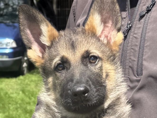 Deutscher Schäferhund Welpe kaufen
