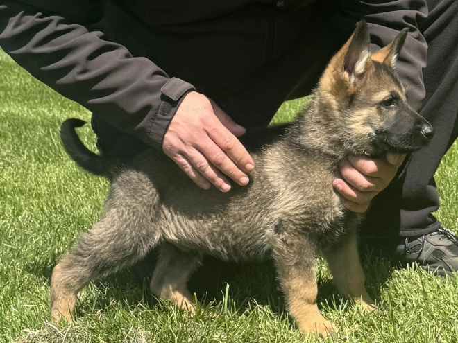 Deutscher Schäferhund Welpe kaufen