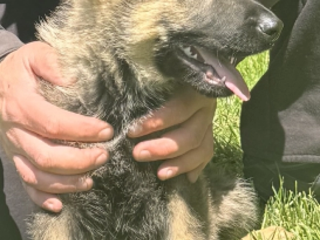 Deutscher Schäferhund Welpe kaufen