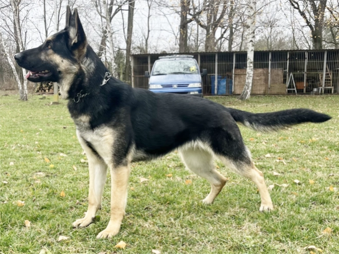 Deutscher Schäferhund Welpe kaufen