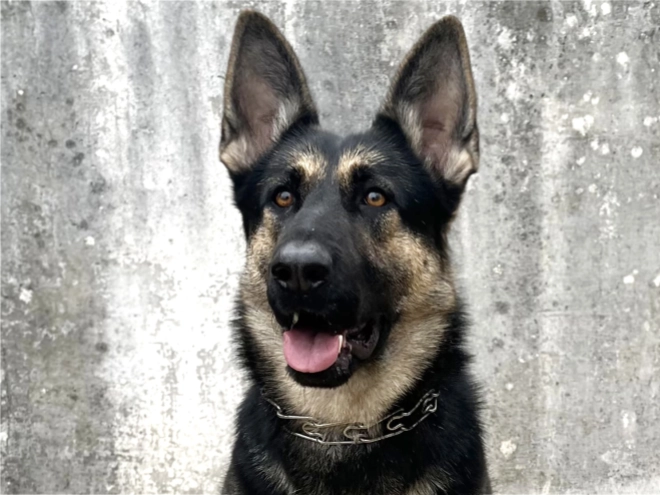 Deutscher Schäferhund Welpe kaufen