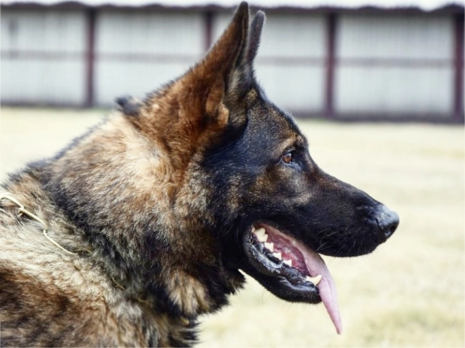 Deutscher Schäferhund Welpe kaufen