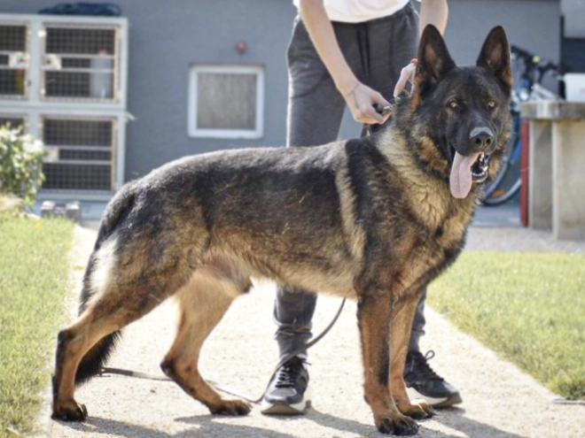 Deutscher Schäferhund Welpe kaufen