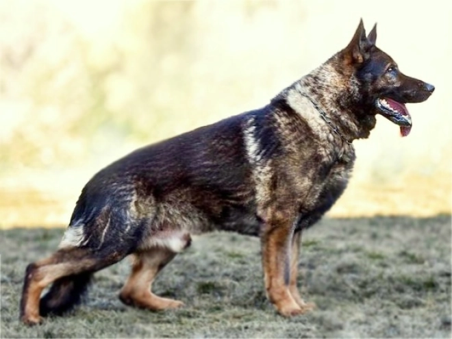 Deutscher Schäferhund Welpe kaufen
