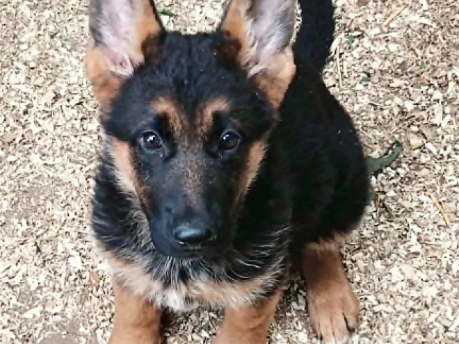 German Shepherd Dog puppy for sale