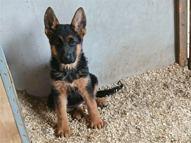 German Shepherd Dog puppy for sale