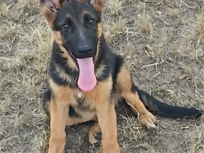 German Shepherd Dog puppy for sale