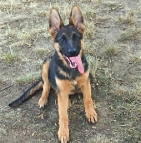 German Shepherd Dog puppy for sale