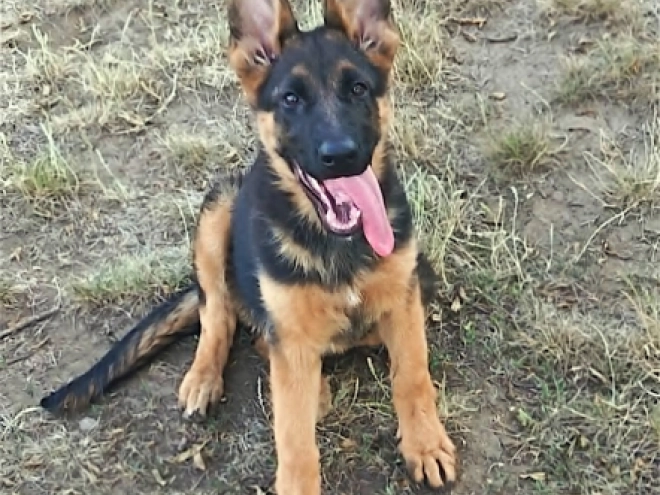 German Shepherd Dog puppy for sale