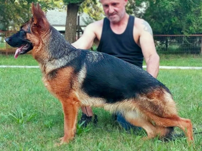 German Shepherd Dog puppy for sale