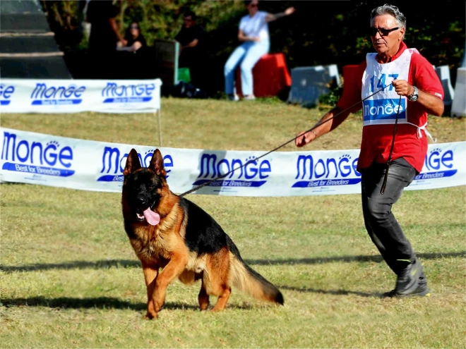 German Shepherd Dog puppy for sale