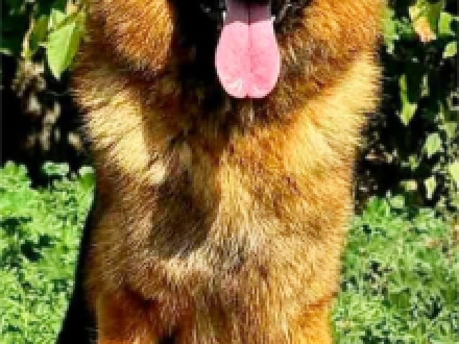 German Shepherd Dog puppy for sale