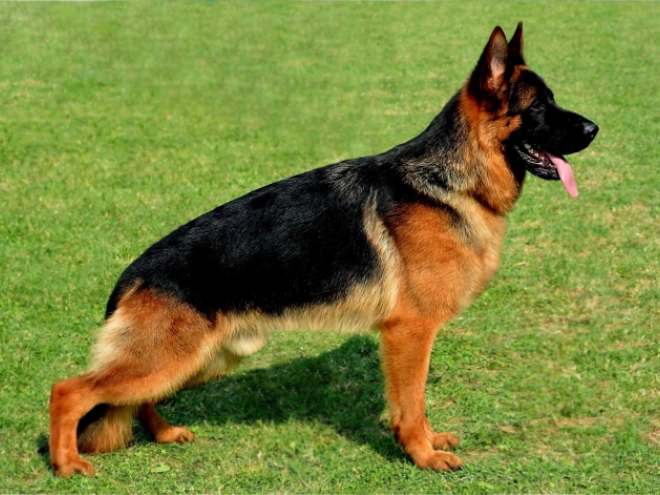German Shepherd Dog puppy for sale