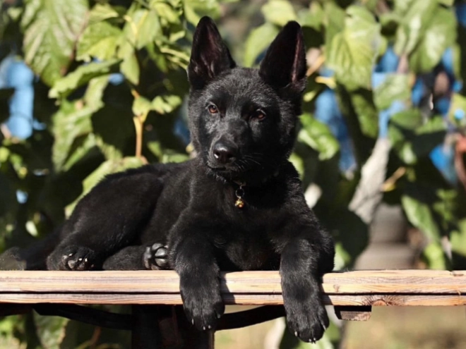 German Shepherd Dog puppy for sale