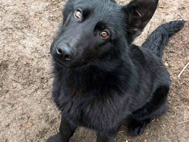 German Shepherd Dog puppy for sale