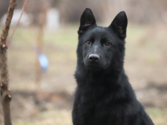German Shepherd Dog puppy for sale