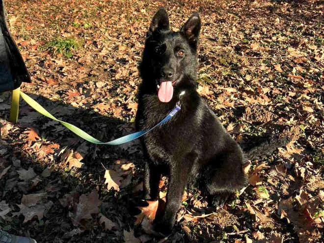 German Shepherd Dog puppy for sale
