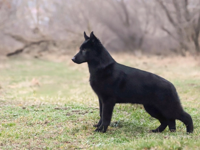 German Shepherd Dog puppy for sale