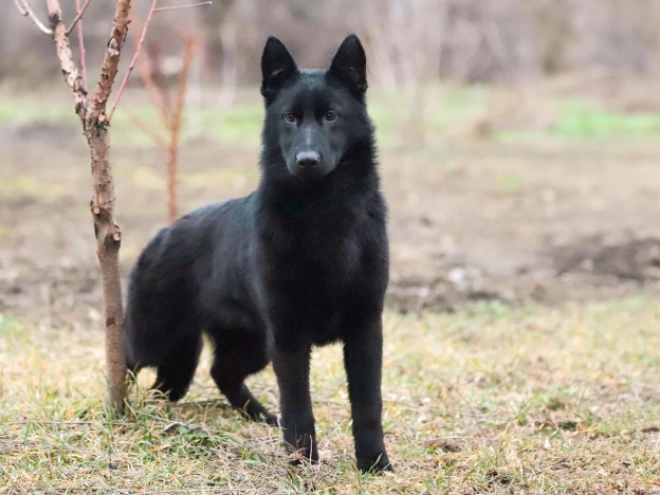 German Shepherd Dog puppy for sale