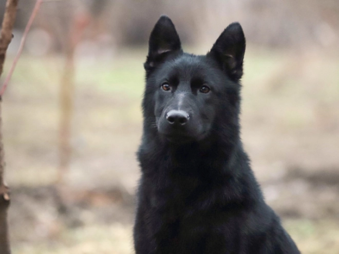 German Shepherd Dog puppy for sale