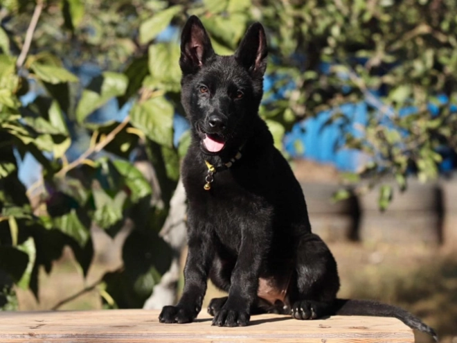 German Shepherd Dog puppy for sale