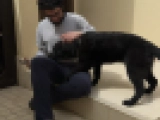 Happiness - Deutscher Schäferhund, EuroPuppy review from Saudi-Arabien