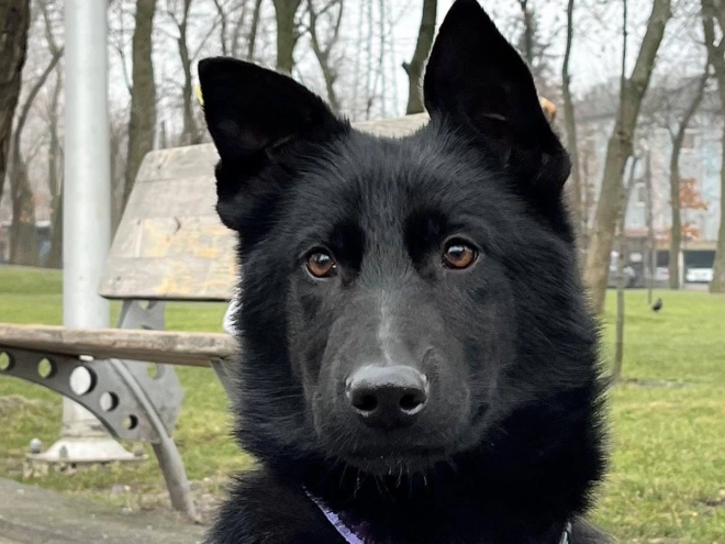 German Shepherd Dog puppy for sale
