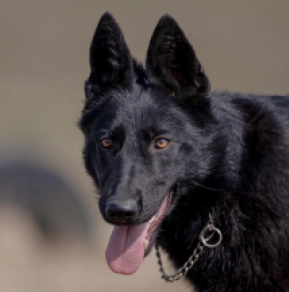 German Shepherd Dog puppy for sale