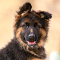 Deutscher Schäferhund Welpe zu verkaufen