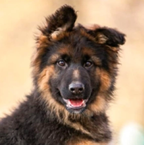 German Shepherd Dog puppy for sale