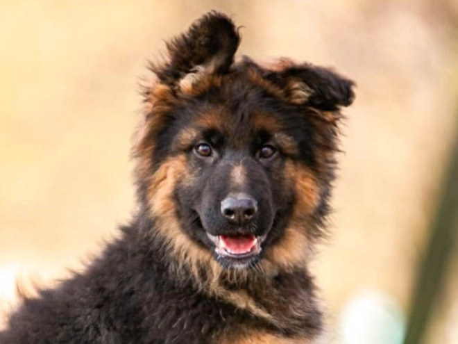German Shepherd Dog puppy for sale