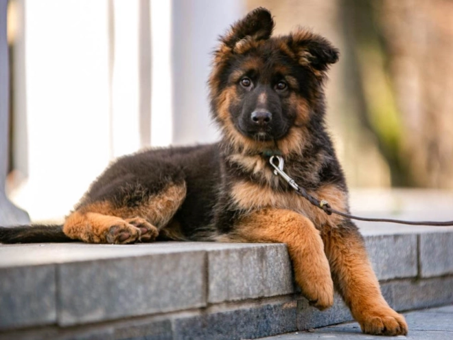 German Shepherd Dog puppy for sale