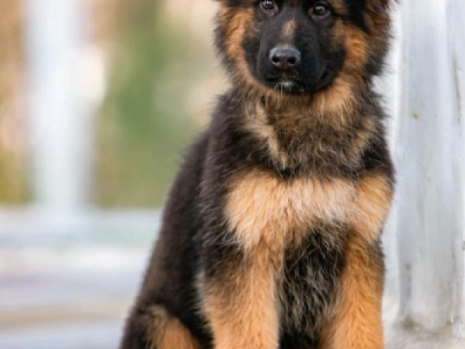 German Shepherd Dog puppy for sale