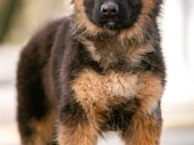 German Shepherd Dog puppy for sale
