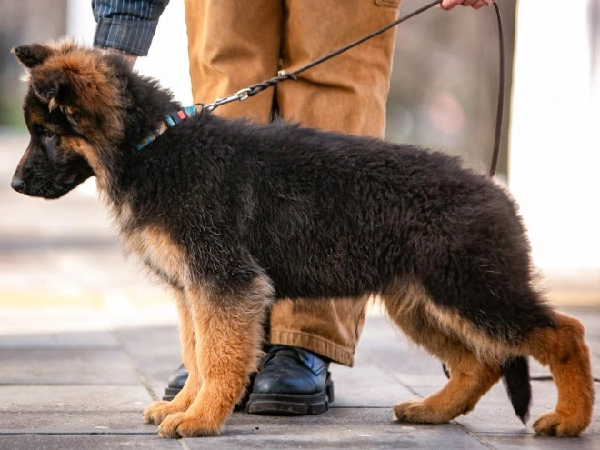 German Shepherd Dog puppy for sale